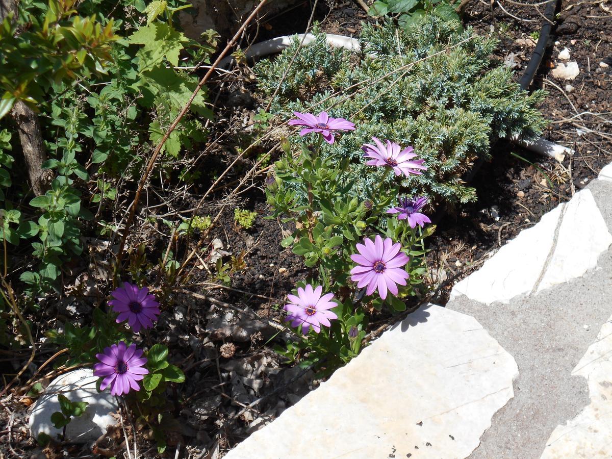 Drymon Zephyros Rooms And Apartments מראה חיצוני תמונה